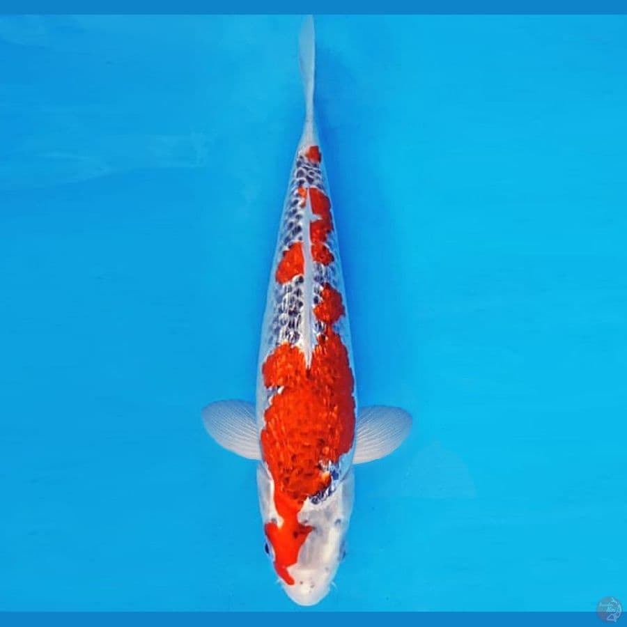 HANAMASA 8 ~ GOSHIKI GIN RIN 33 cm/fm ™