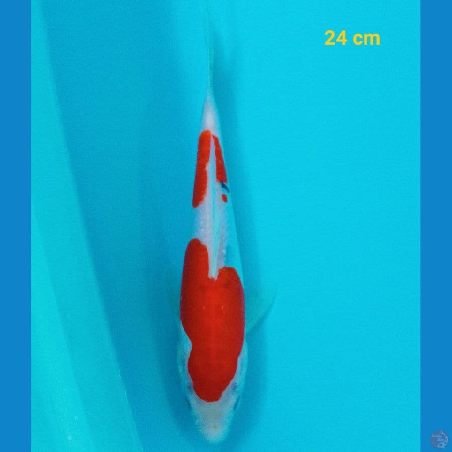 Sanke Doit 24 cm