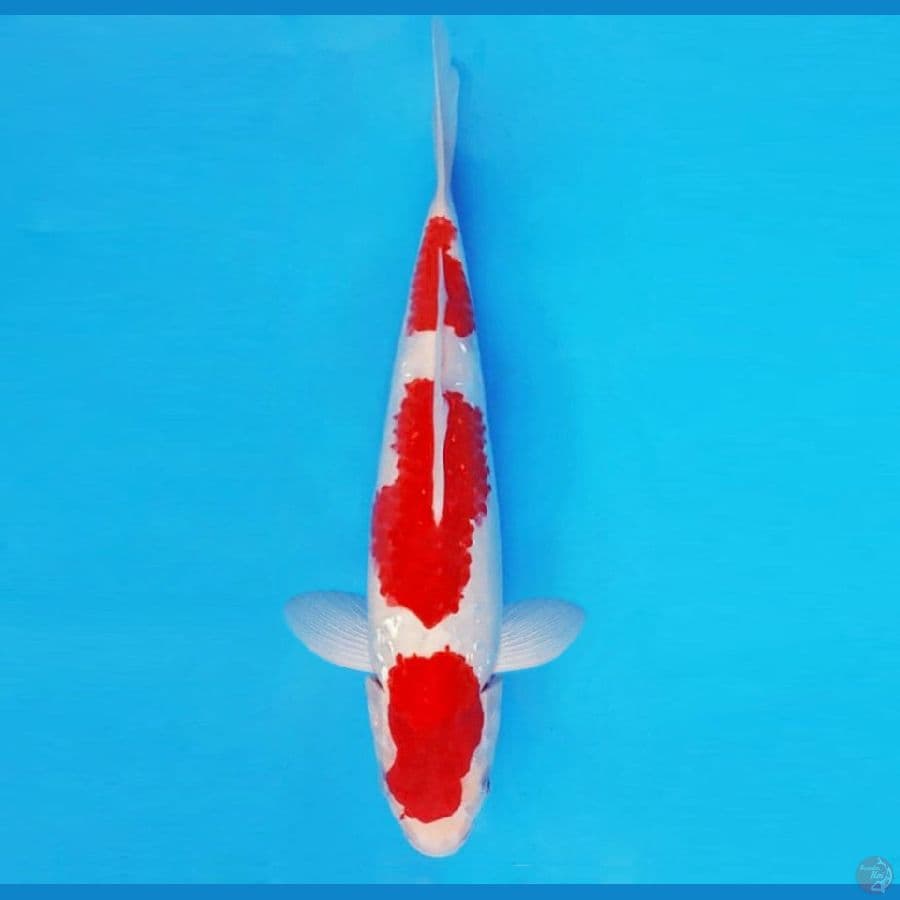 HANAMASA 9 ~ SANKE BLOOD COLOR 28 cm/male ™