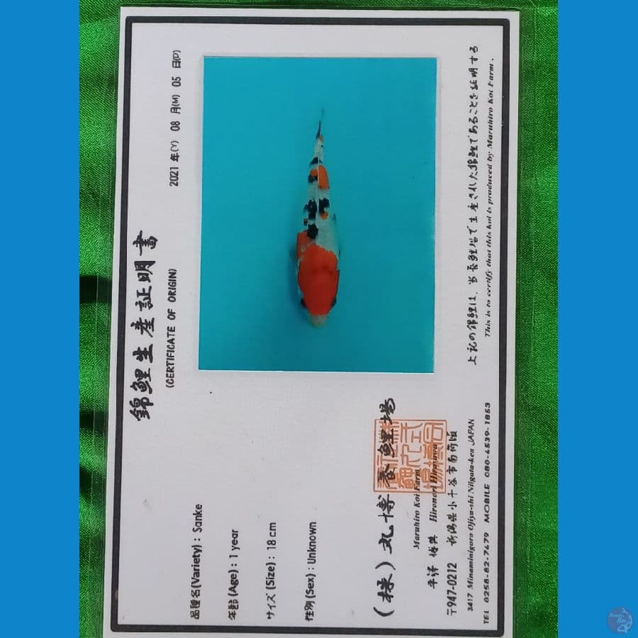sangke 29 cm