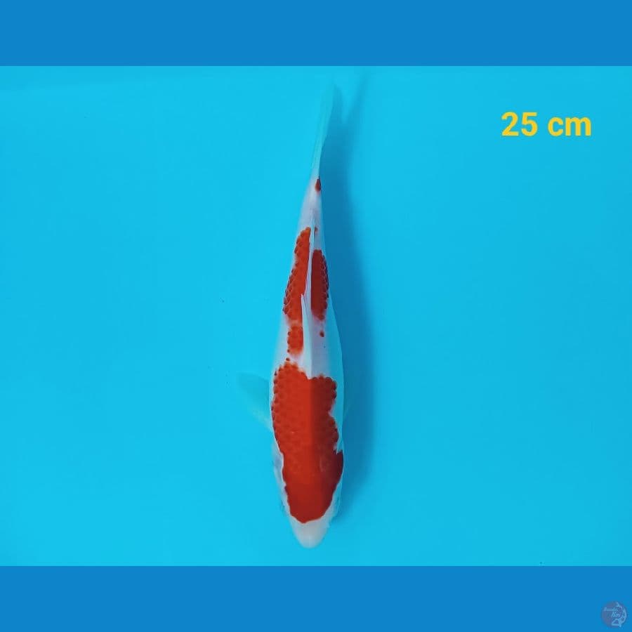 kohaku 25 cm