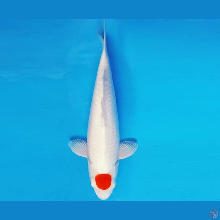 HANAMASA 10 ~ TANCHO 36 cm/fm ™