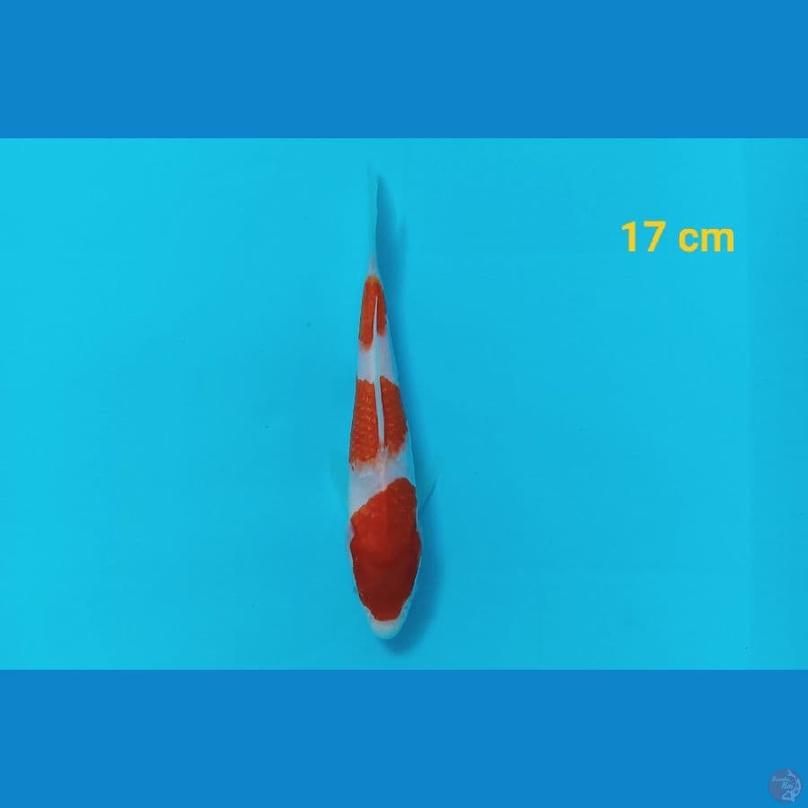 sandan kohaku 17 cm