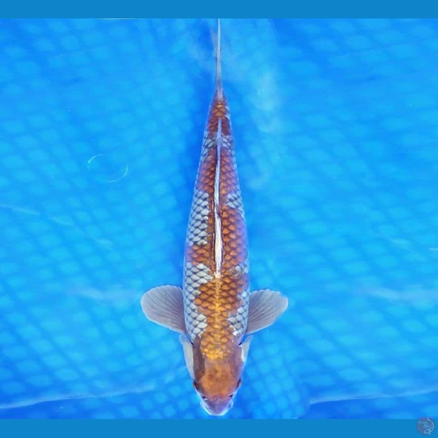 HANAMASA 14 ~ OCHIBA 37 cm/male ™