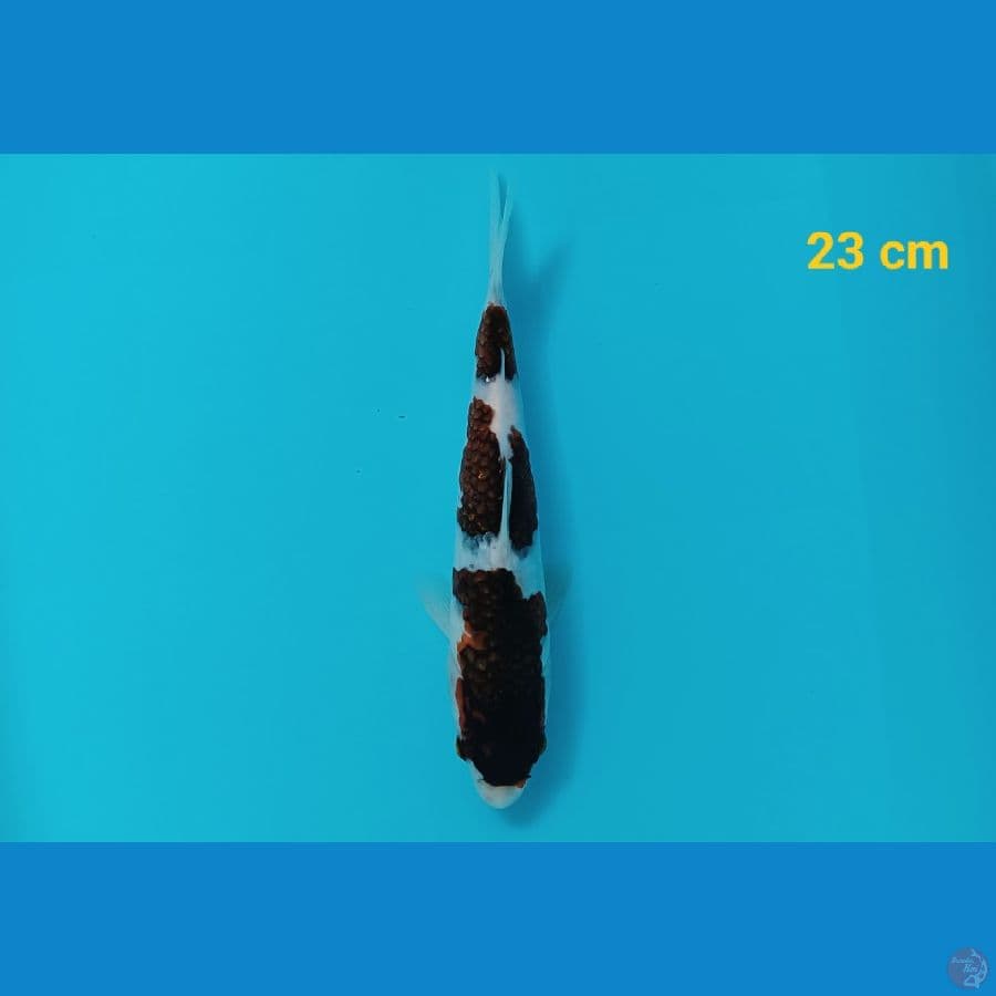 Budo goromo 23 cm