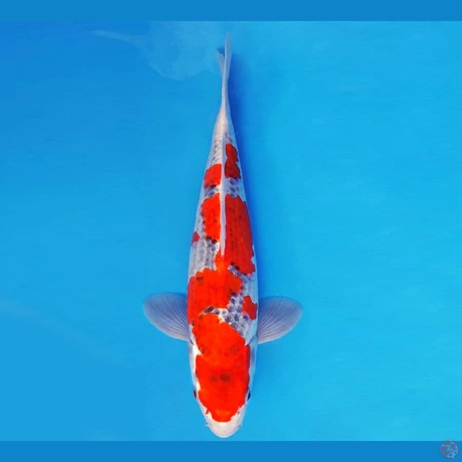 HANAMASA 15 ~ GOSHIKI 35 cm/male ™