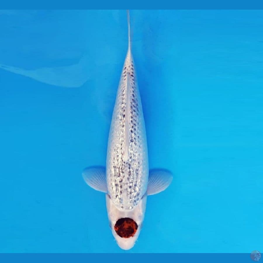 HANAMASA 16 ~ TANCHO BUDO GOSHIKI GIN RIN 34 cm/fm ™