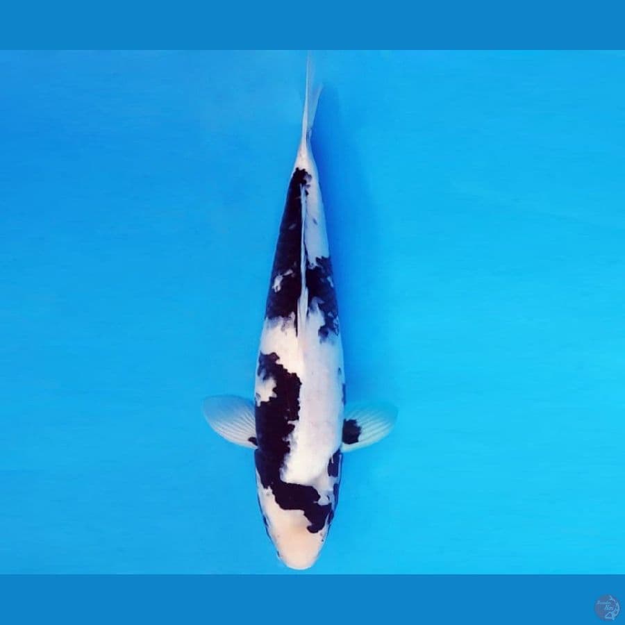 HANAMASA 19 ~ SHIRO NEKKO 36 cm/male ™
