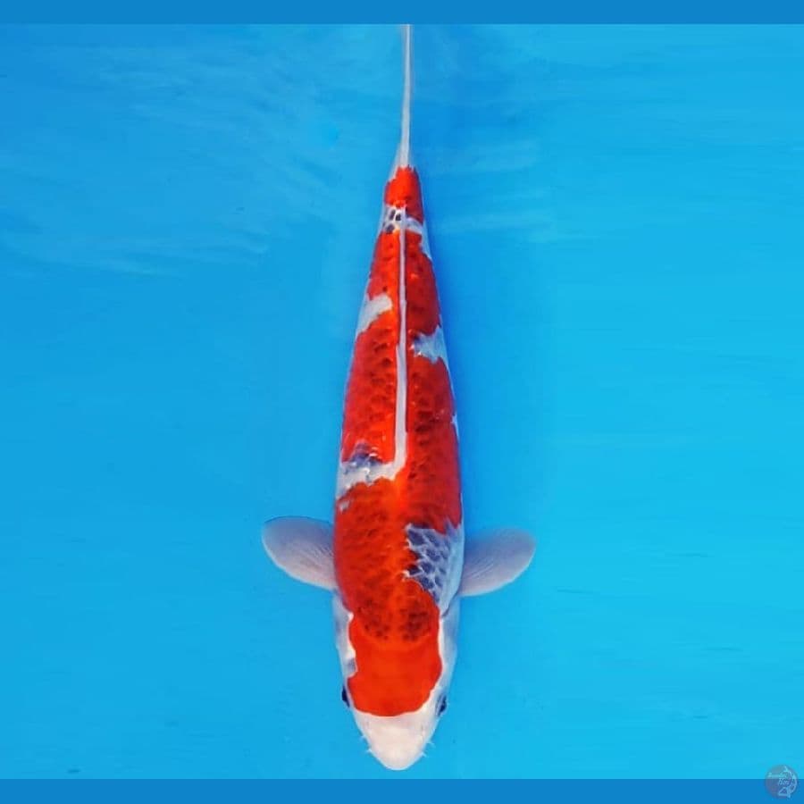 HANAMASA 20 ~ GOSHIKI 31 cm/male ™