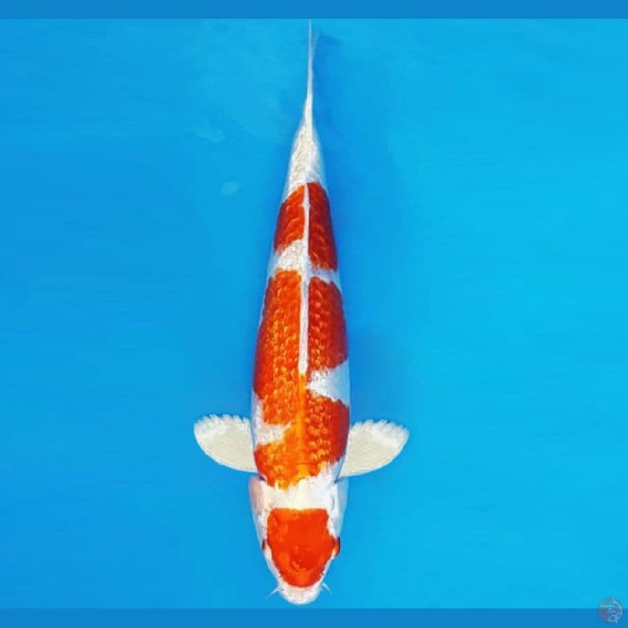 HANAMASA 21 ~ KOHAKU HIKARI GIN RIN 32 cm/fm ™