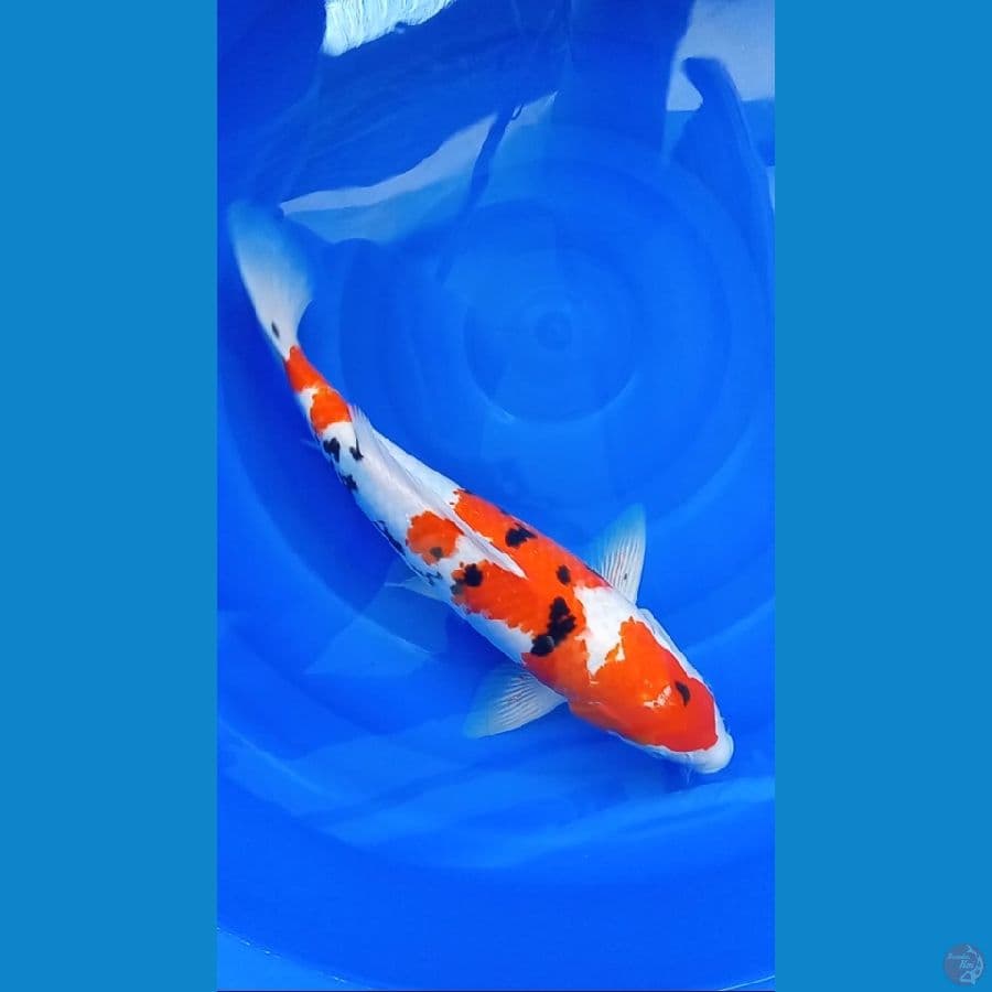 Sanke Strong - 43cm Male