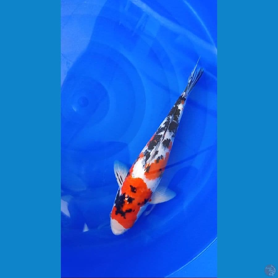Sanke Male - 40cm