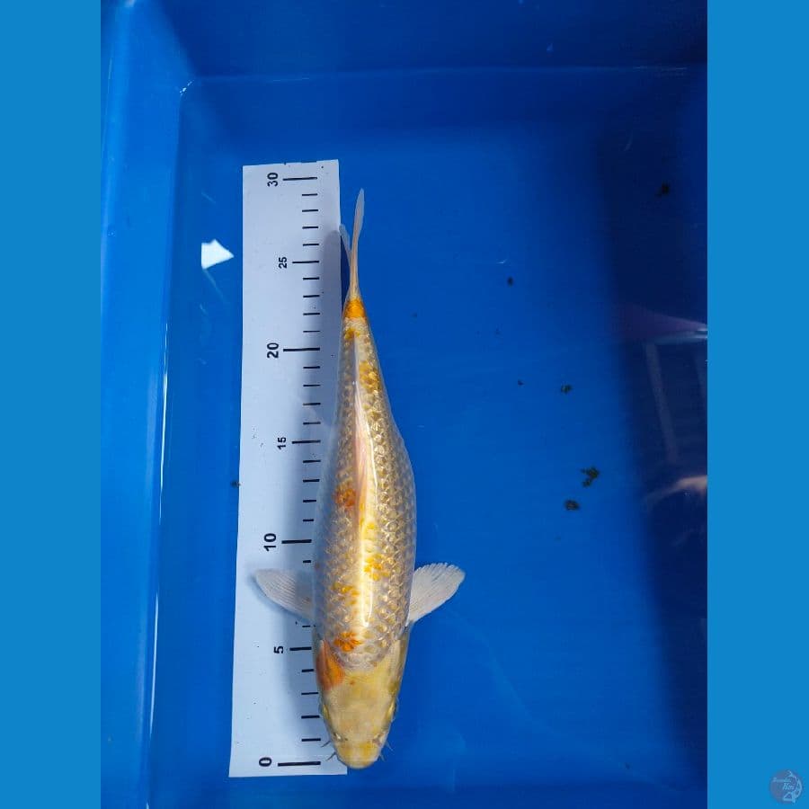 hikarimono 29 cm
