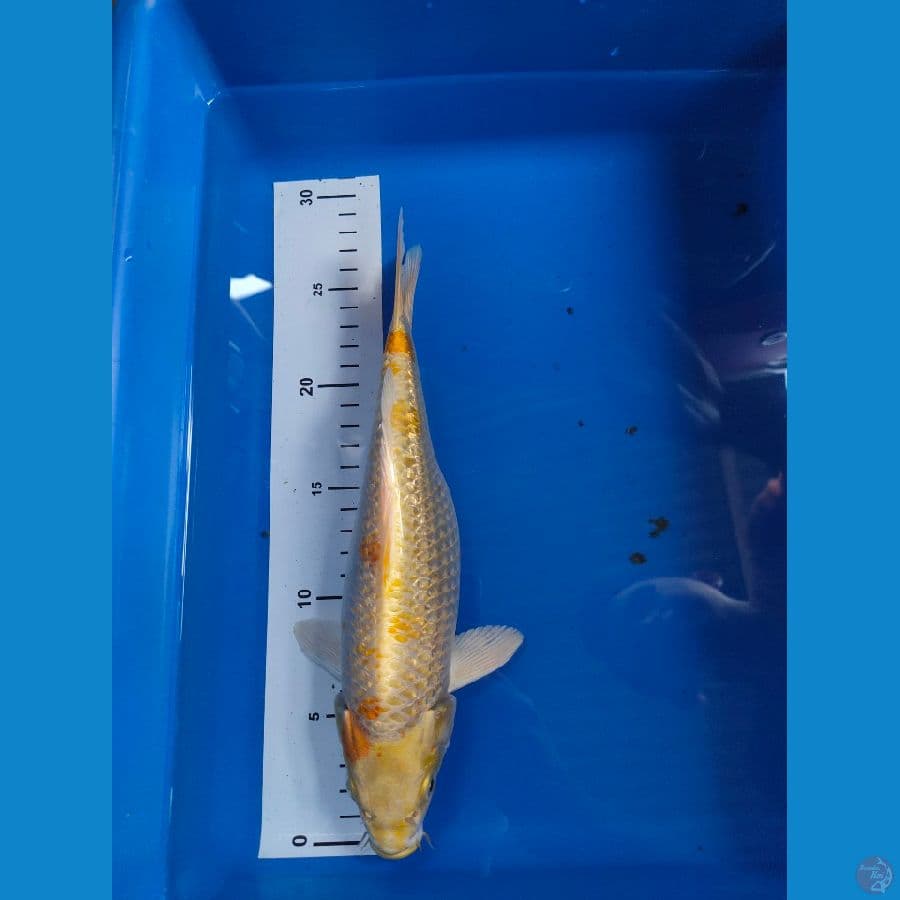 hikarimono 29 cm