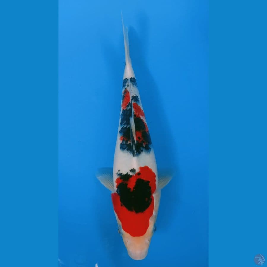 SANKE SHORT BODY 24cm MALE