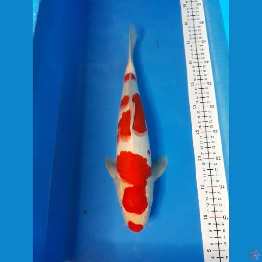kohaku m 38