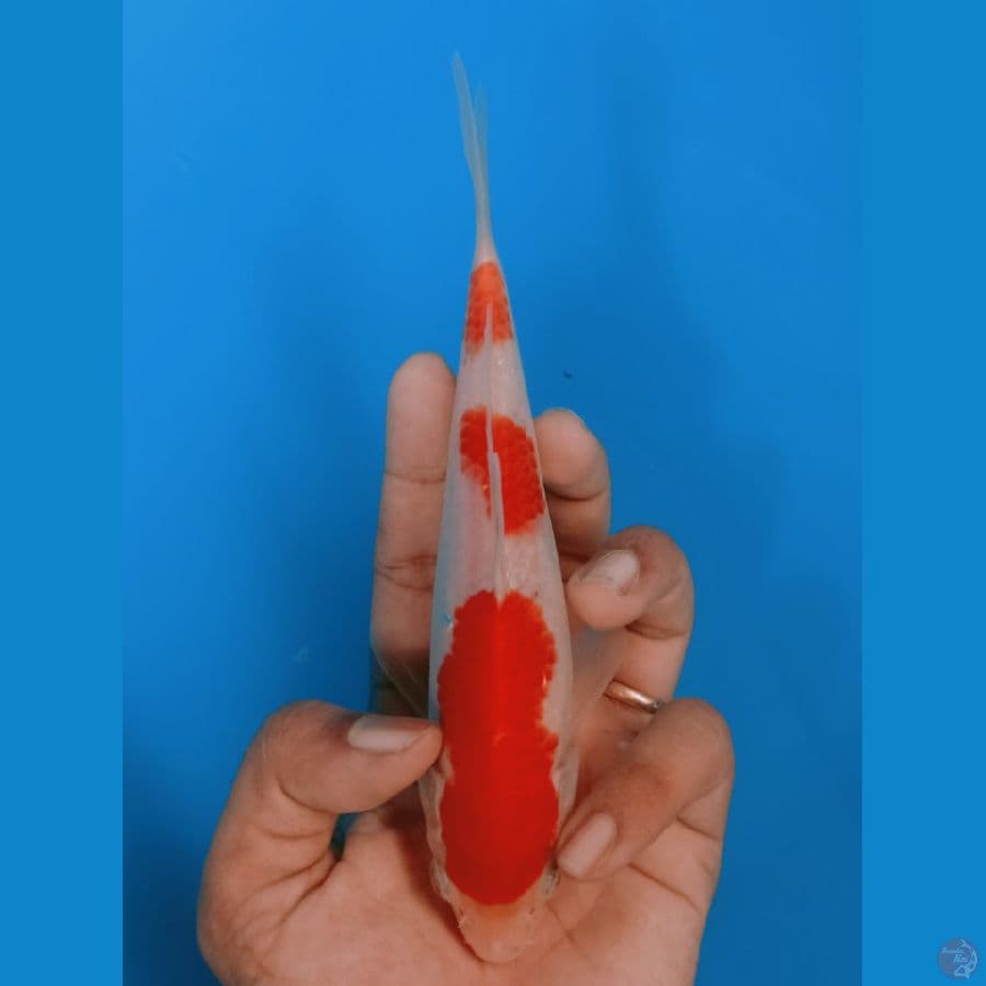 KOHAKU bahan keep 18cm