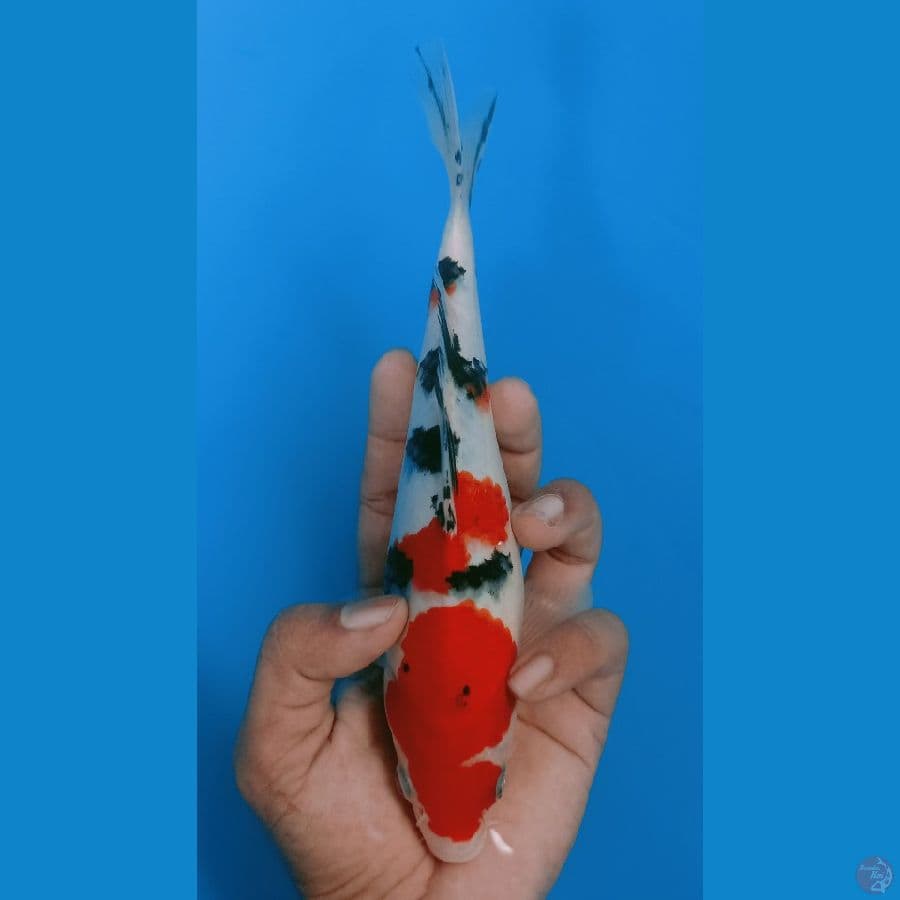 SANKE BAHAN KEEP 22cm MALE