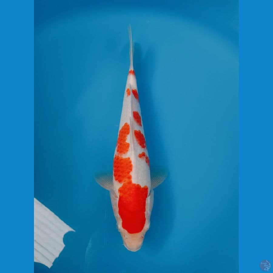KOHAKU FEEMALE 30CM