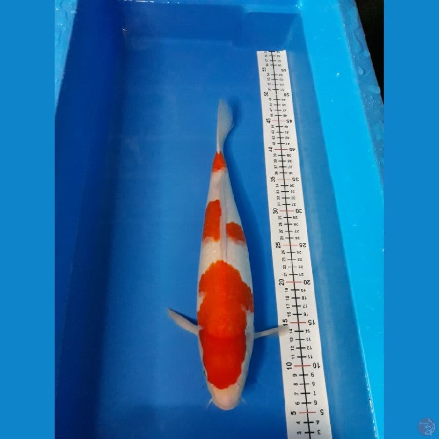 kohaku