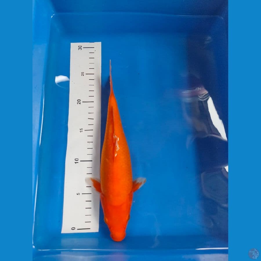karashi 27 cm