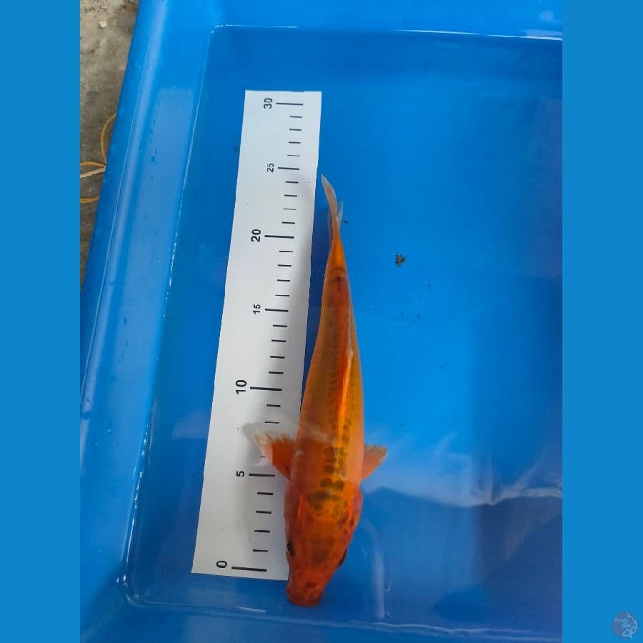 benigoi 25 cm