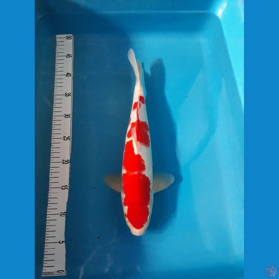 kohaku 36 cm