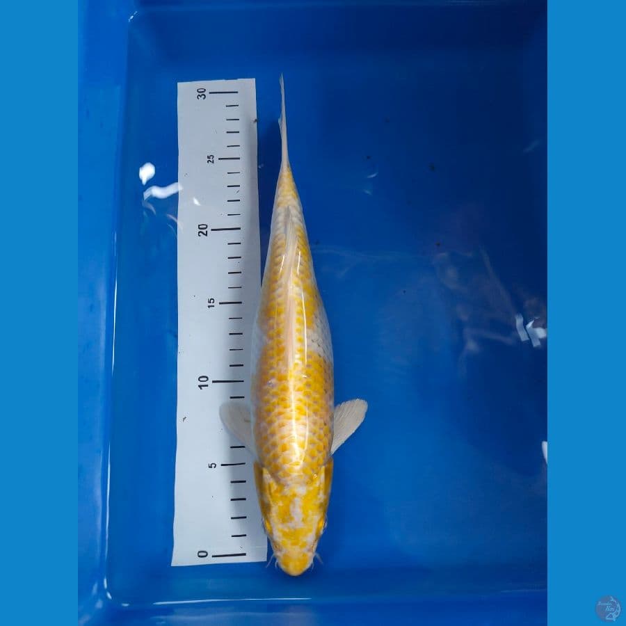 hariwake 29 cm