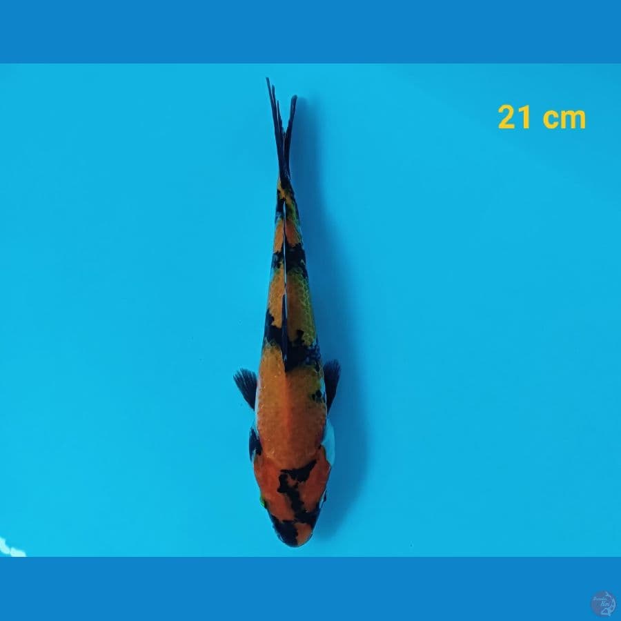 Hishowa 21 cm