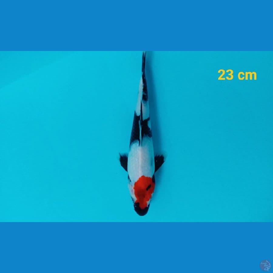 Tancho 23 cm