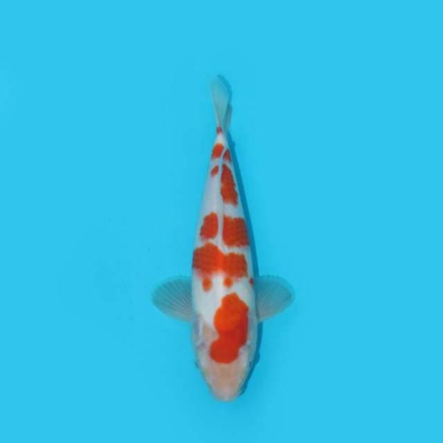 24 cm - KOHAKU - M - F1
