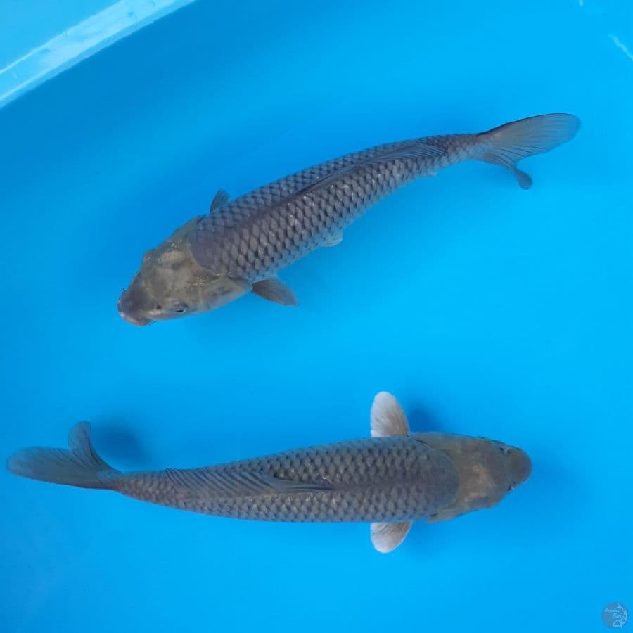 lelang singkat penjinak kolam