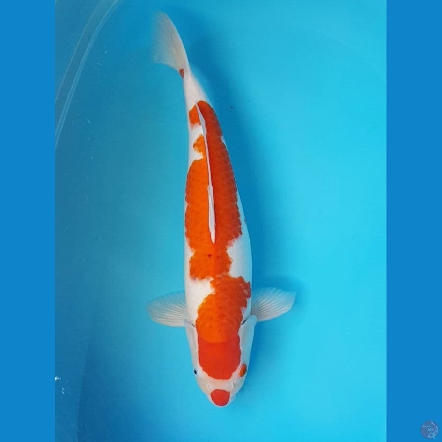 AI KOROMO 54 cm