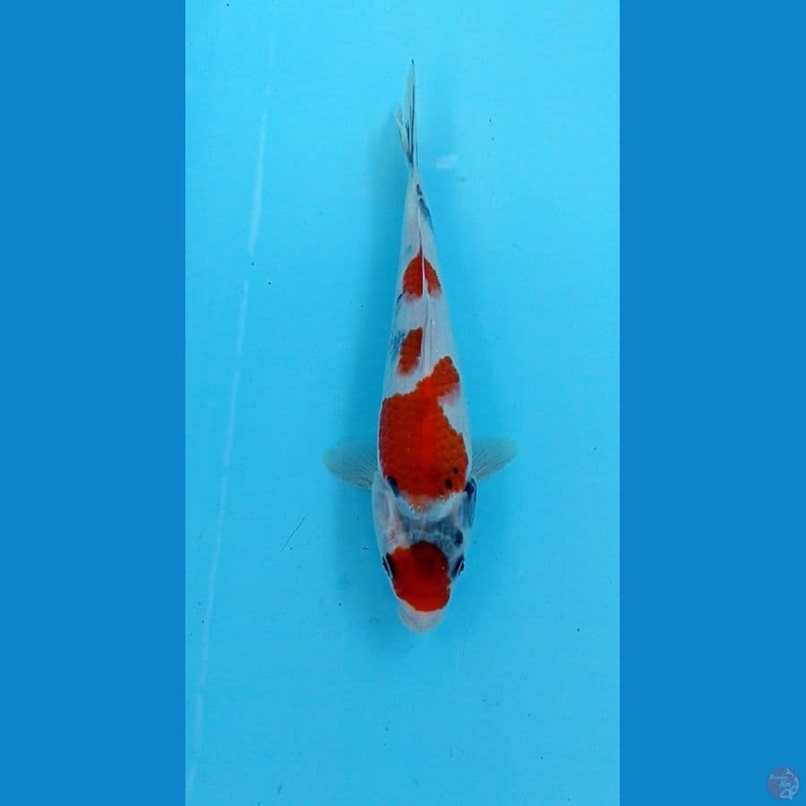 tategoi showa 25cm