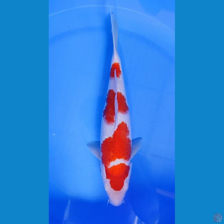kohaku Female 32cm