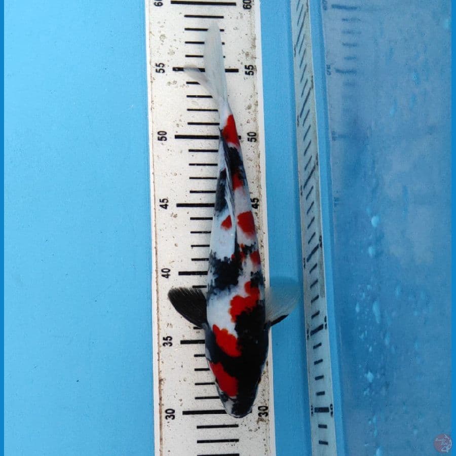 showa 26 cm
