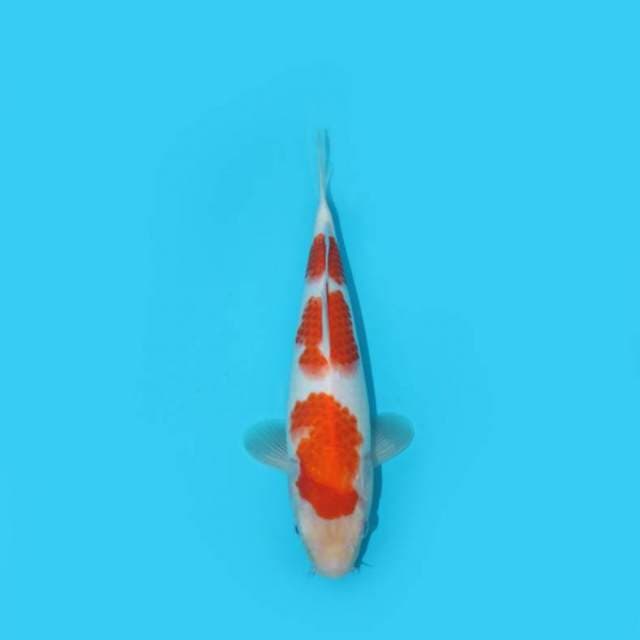27 cm - SANDAN - F1