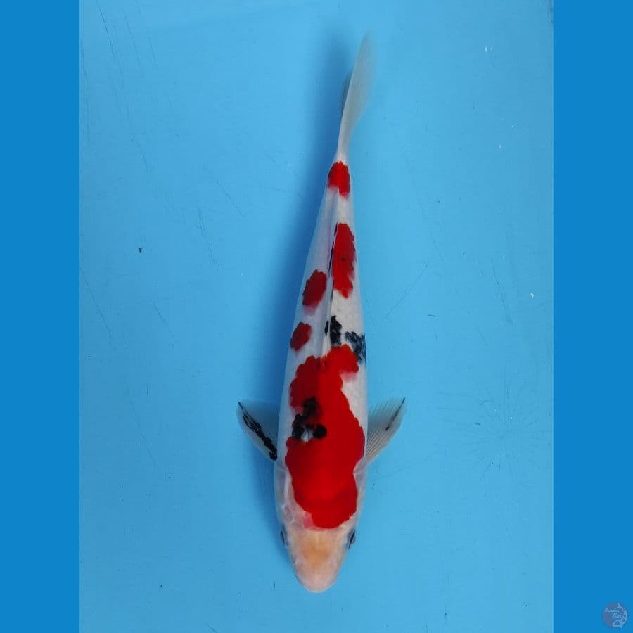 sanke 27 cm