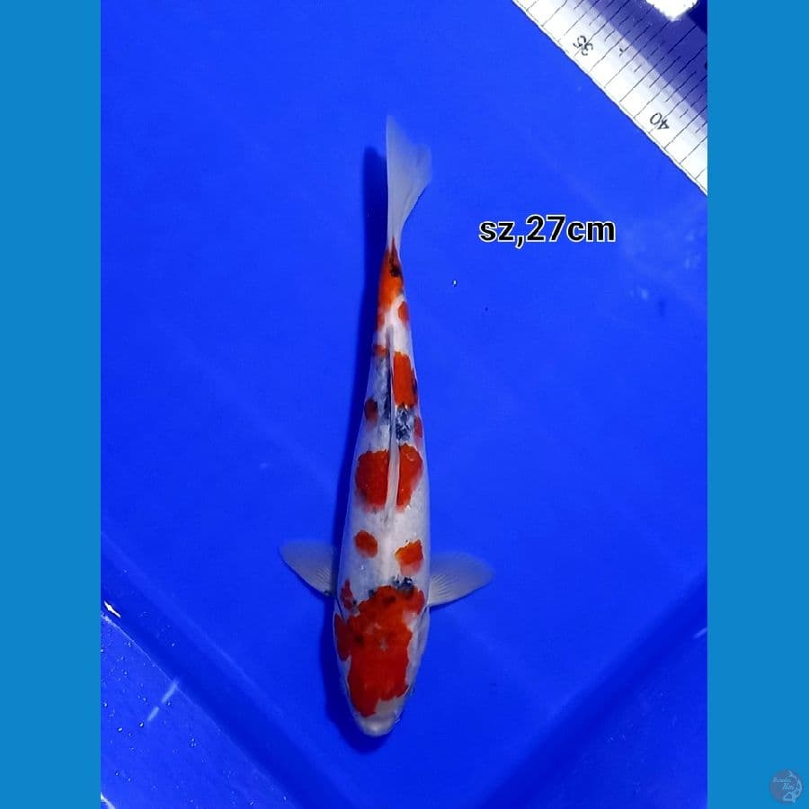sanke 27cm