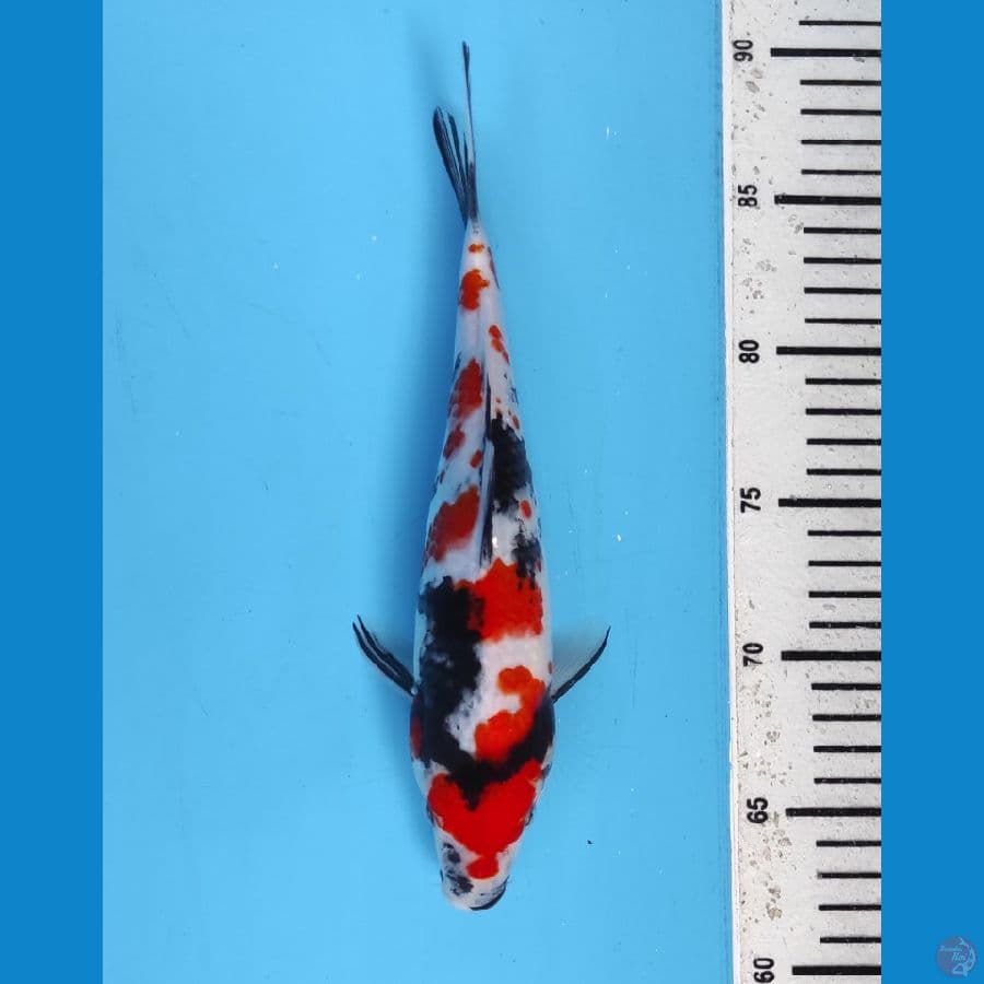 showa 25 cm