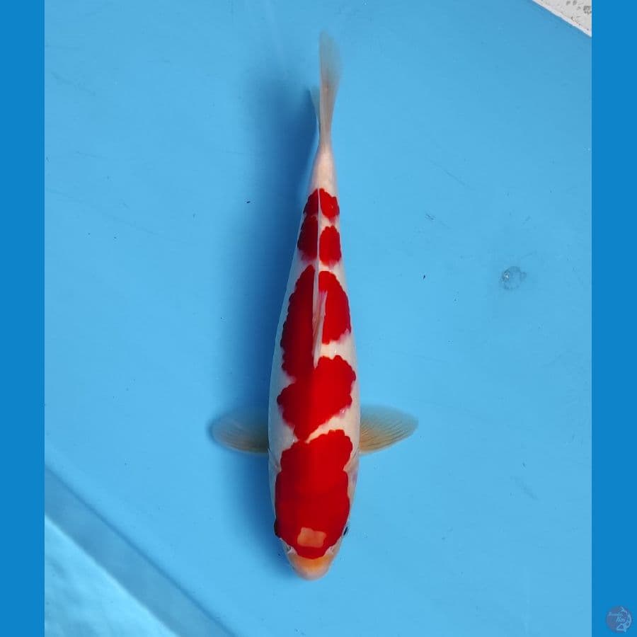 kohaku 28 cm