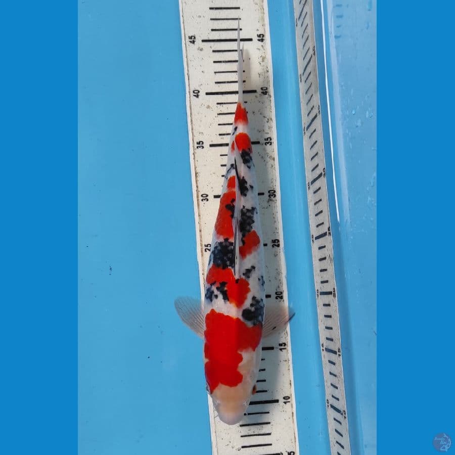 sanke subosumi 35 cm