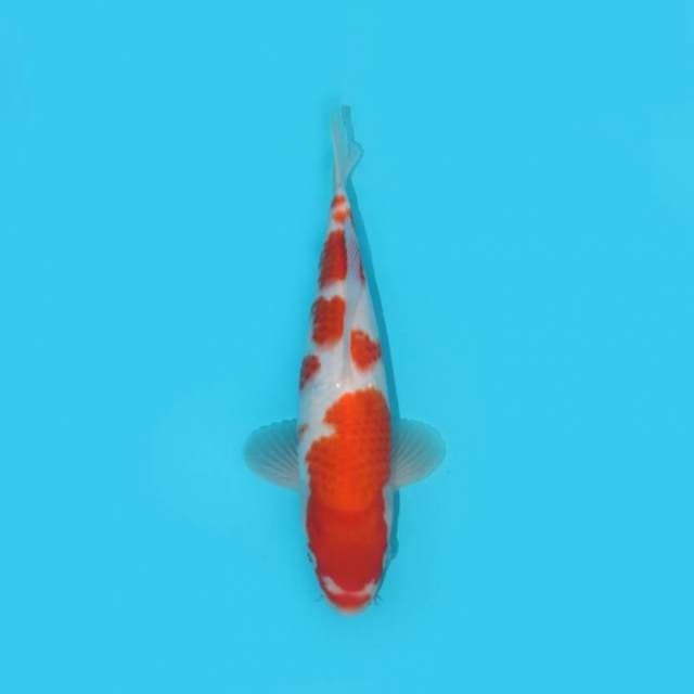 25 cm - KOHAKU - F1
