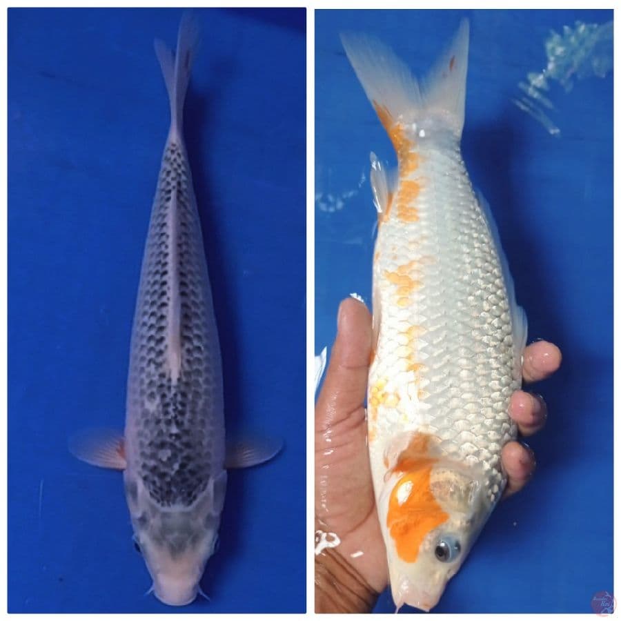asagi 33 cm