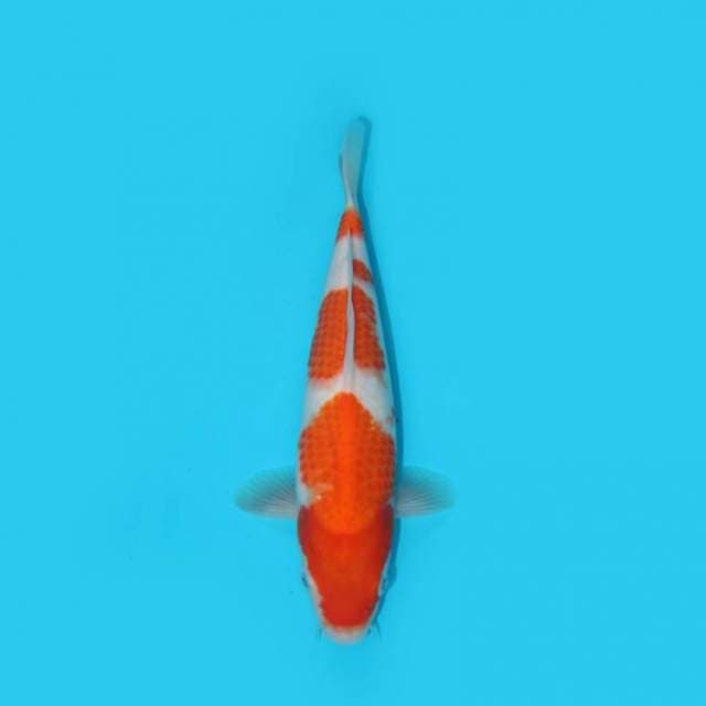 26 cm - KOHAKU - F1