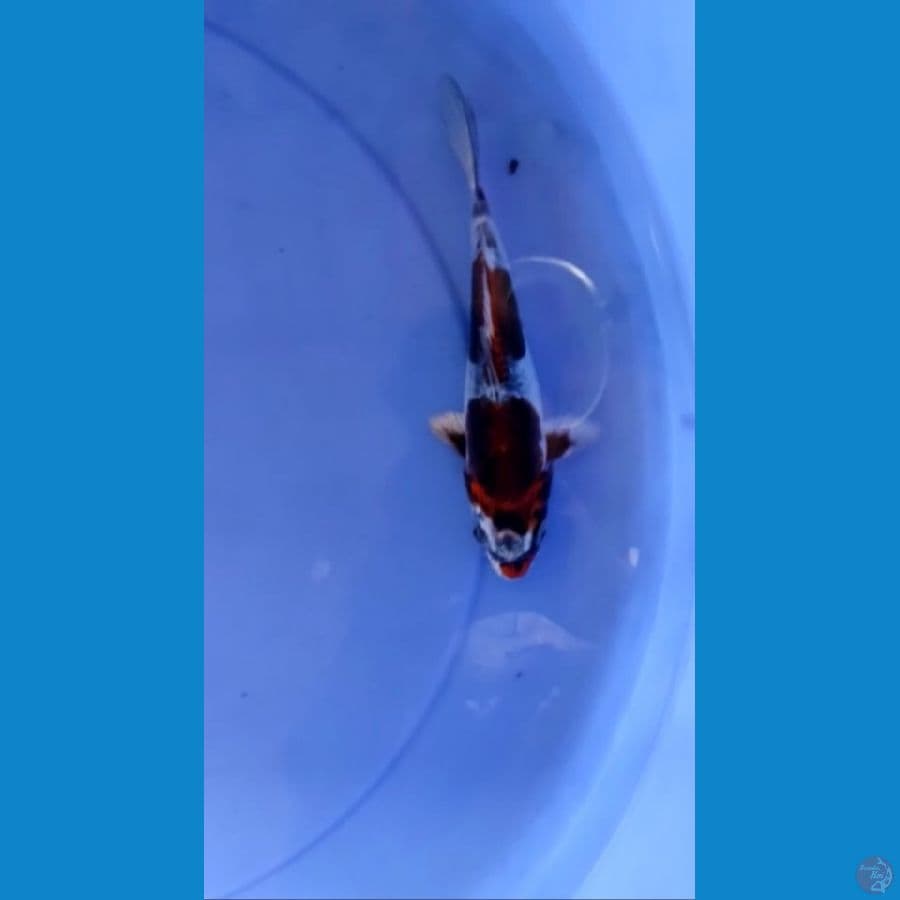 KIKO ANTIK SQ 20BU - ARIAKA KOI FARM