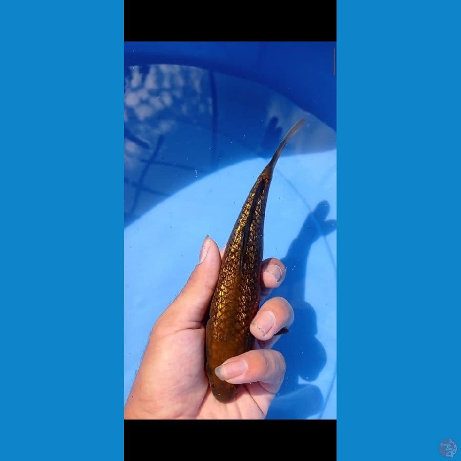 chagoi ginrin 19cm