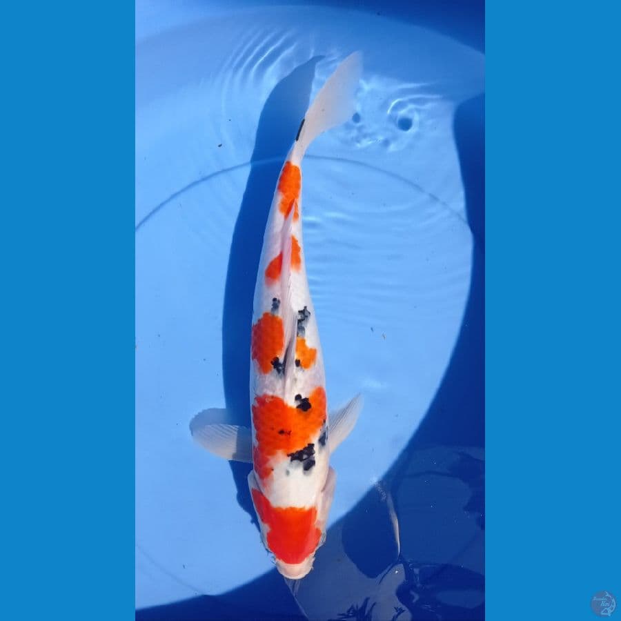 maruten sanke 36cm