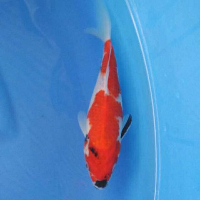 Omoyo showa sanshoku tategoi