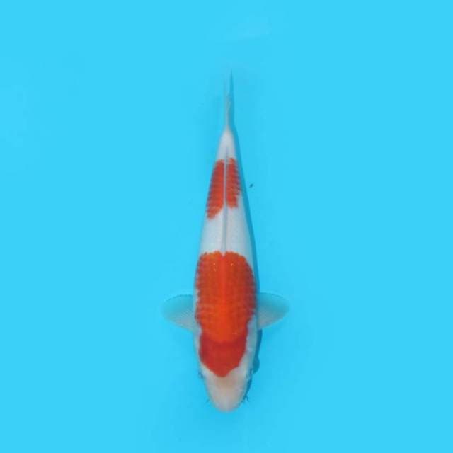 25 cm - KOHAKU - NKF
